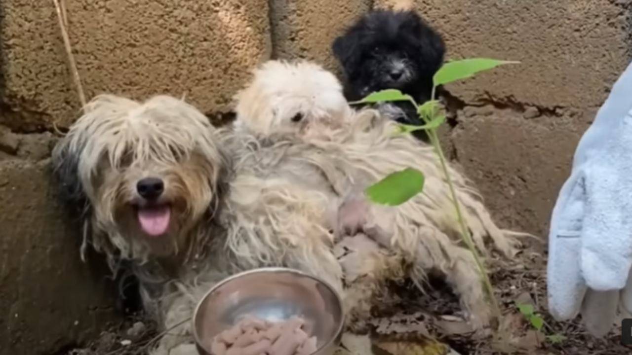 cagnolina disabile 1